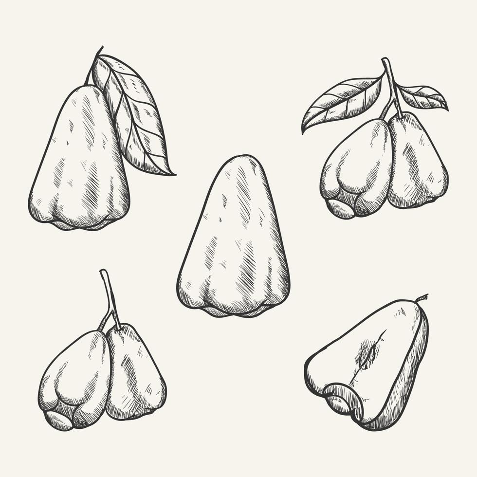 rose apple fruit vector hand drawn sketch illustration