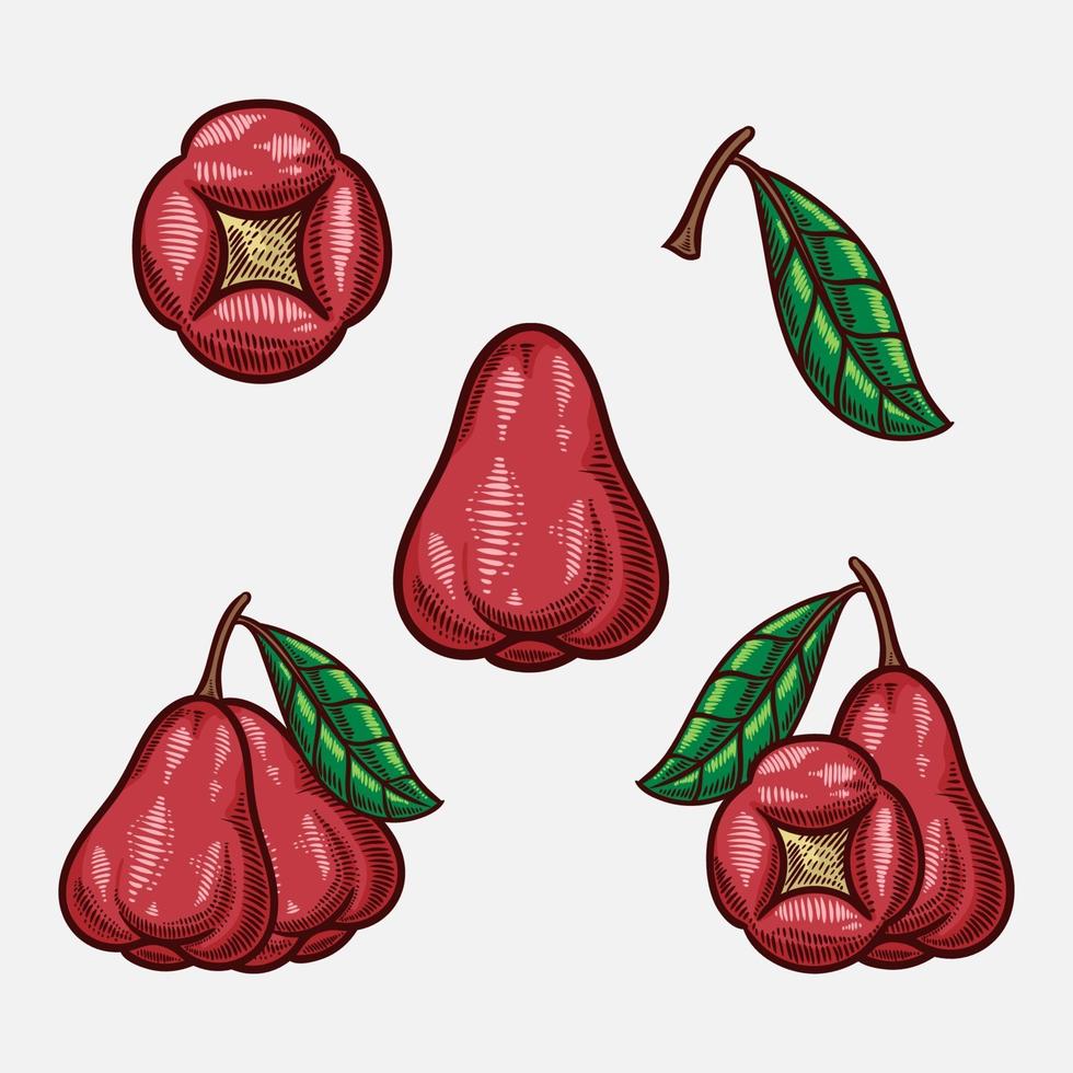 rose apple fruit vector hand drawn sketch illustration