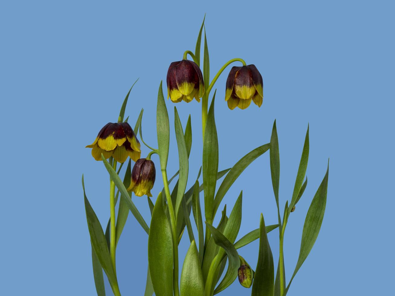 Fritillaria michailovskyi flowers against a plain blue background photo