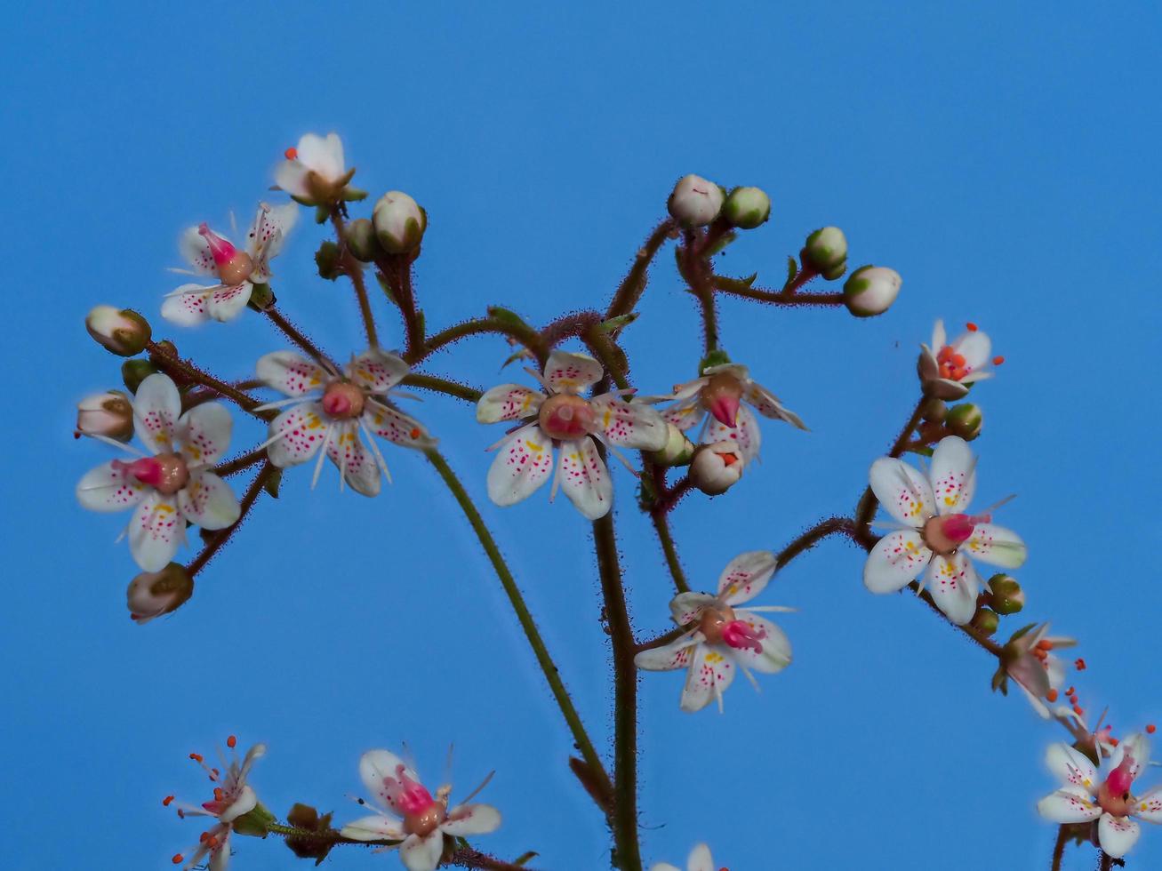 Closeup of delicate London pride flowers and buds photo