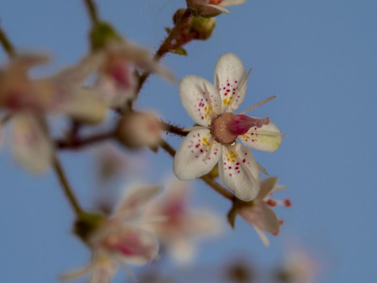 Closeup of a single London pride flower photo