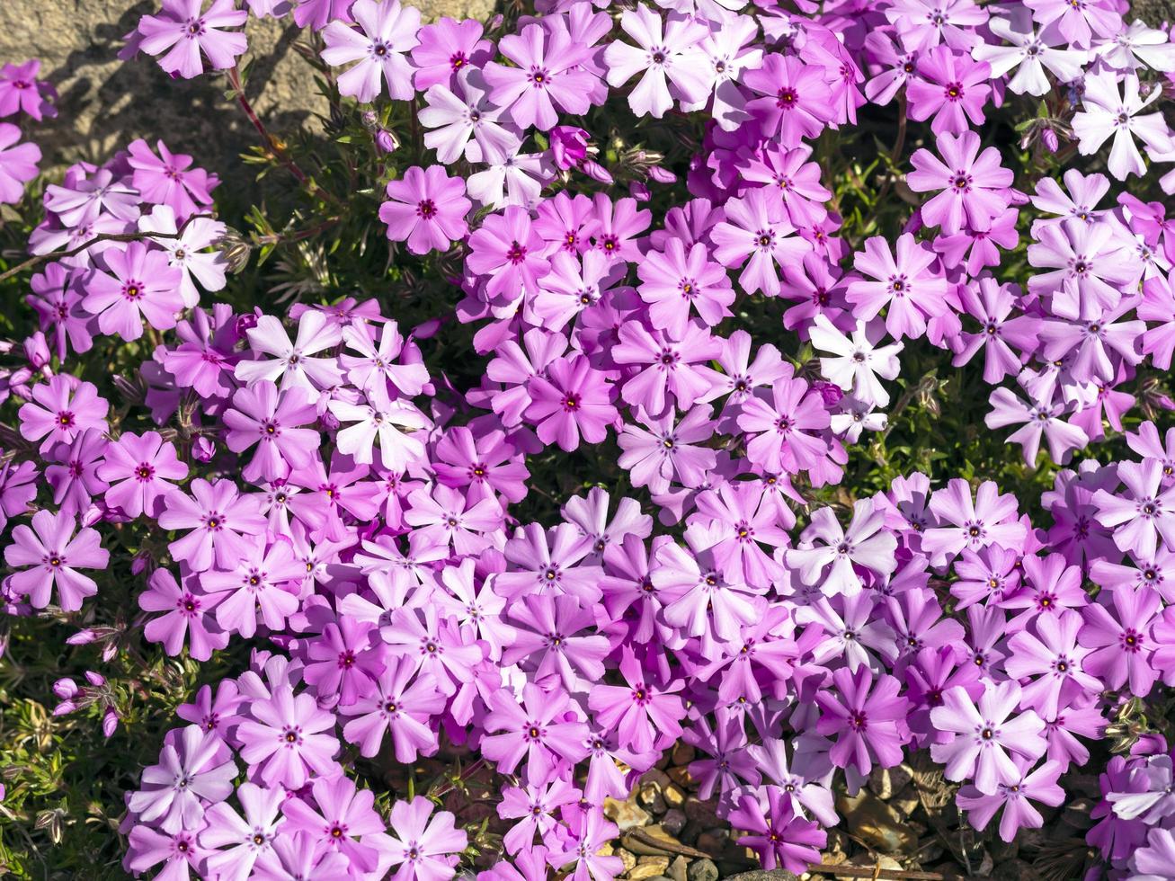 Pink creeping phlox flowerng in a rock garden photo