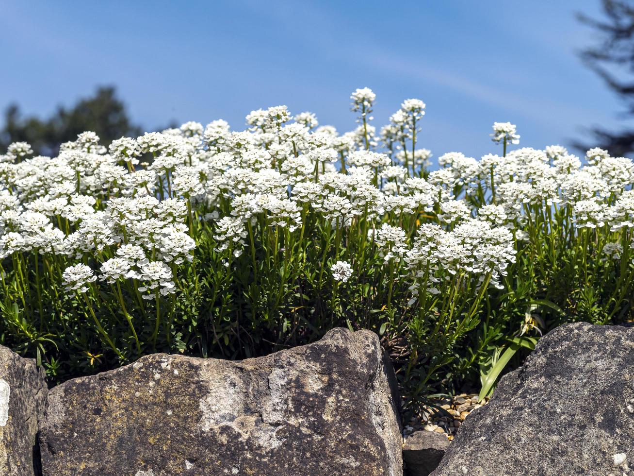 Evergreen candytuft flores en un jardín de rocas foto