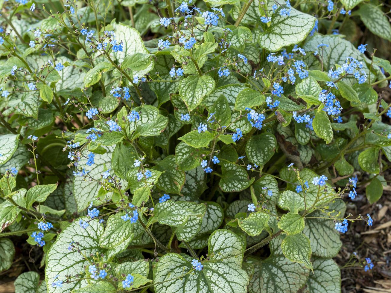 Bugloss brunnera macrophylla siberiano con hojas abigarradas y flores azules foto