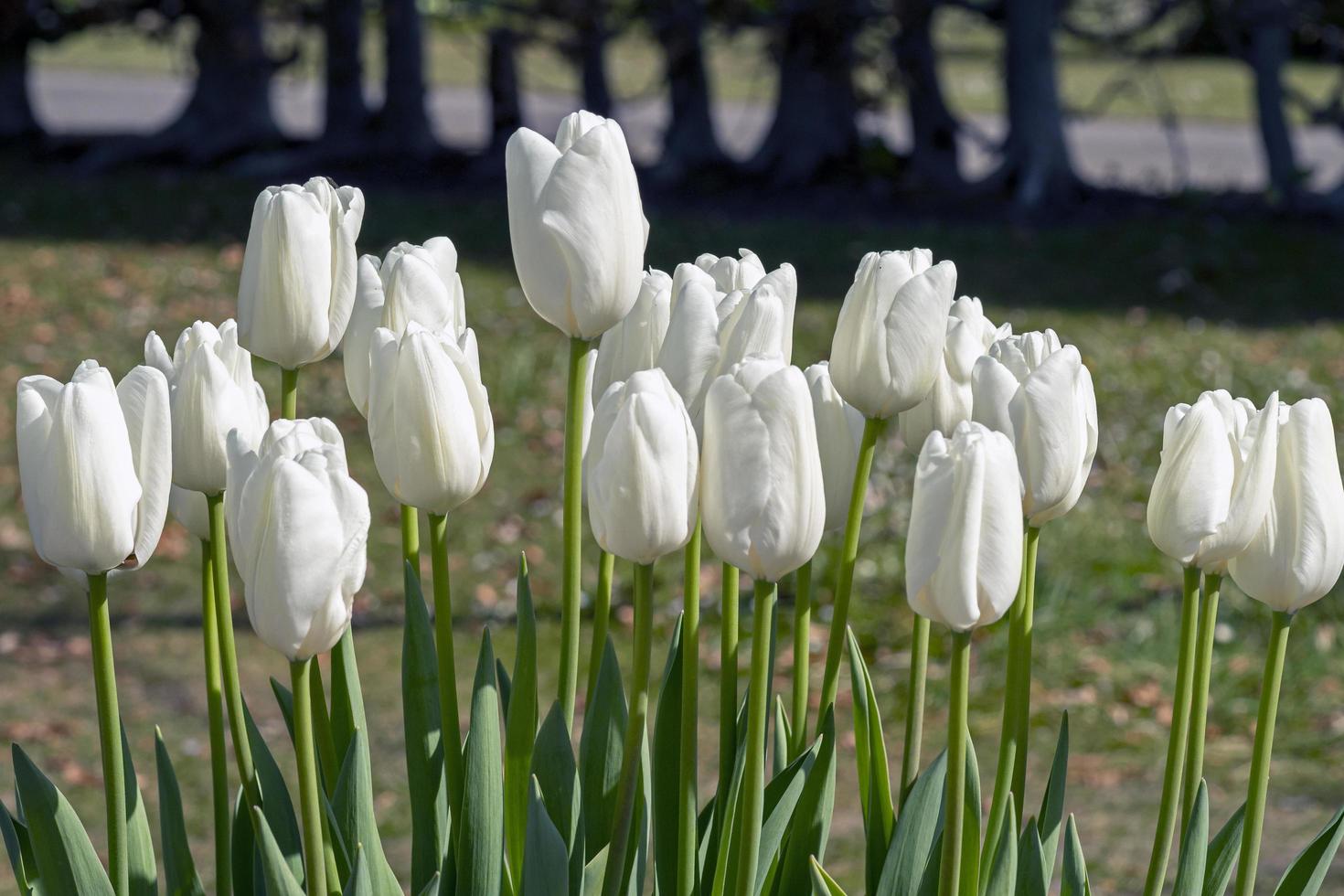 Beautiful white tulips flowering in a park photo