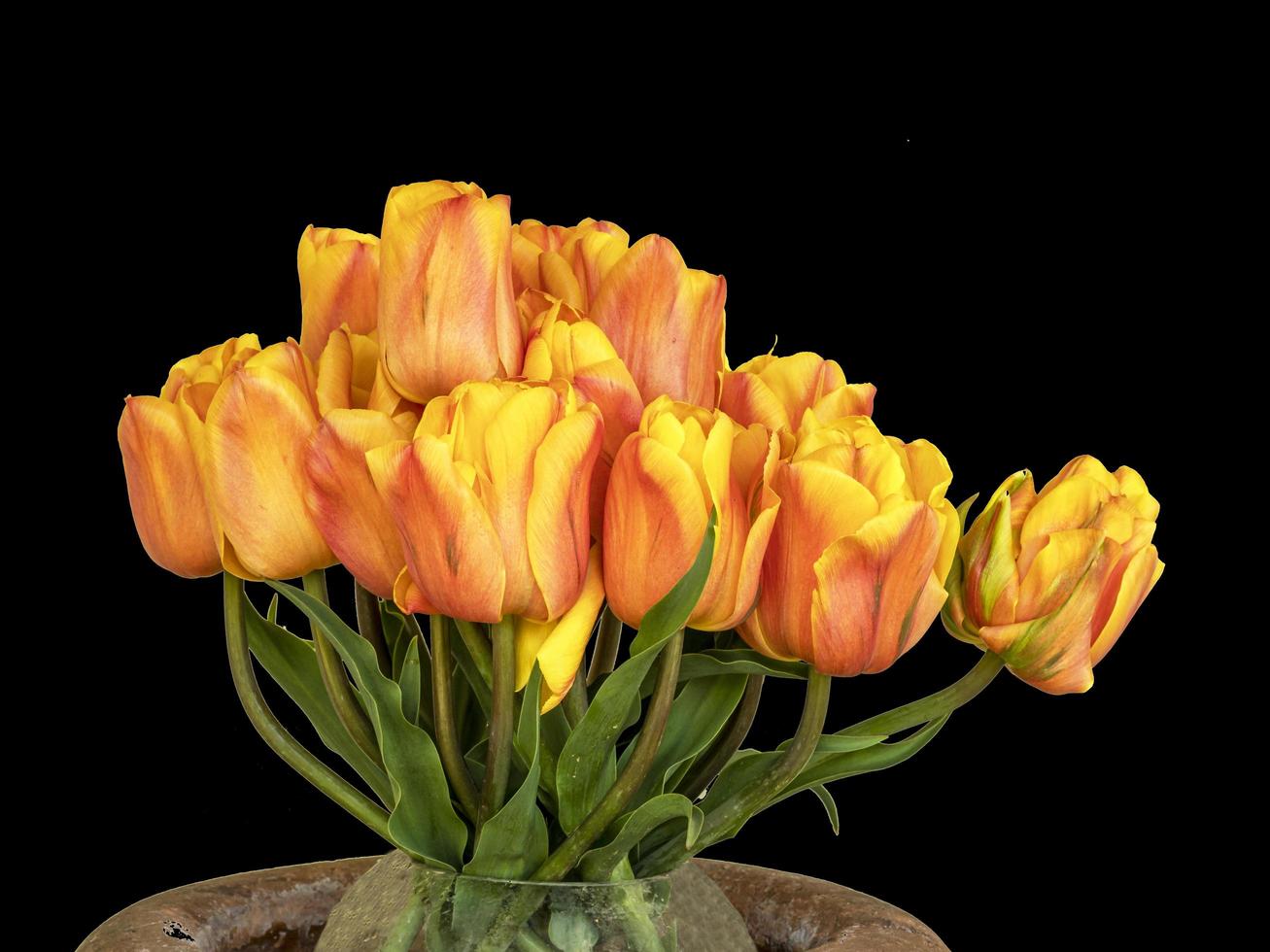 Hermoso arreglo de tulipanes con un fondo negro liso foto