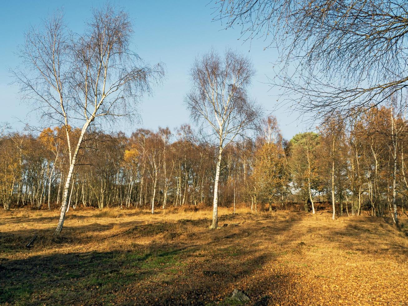 Skipwith reserva natural nacional común North Yorkshire, Inglaterra foto