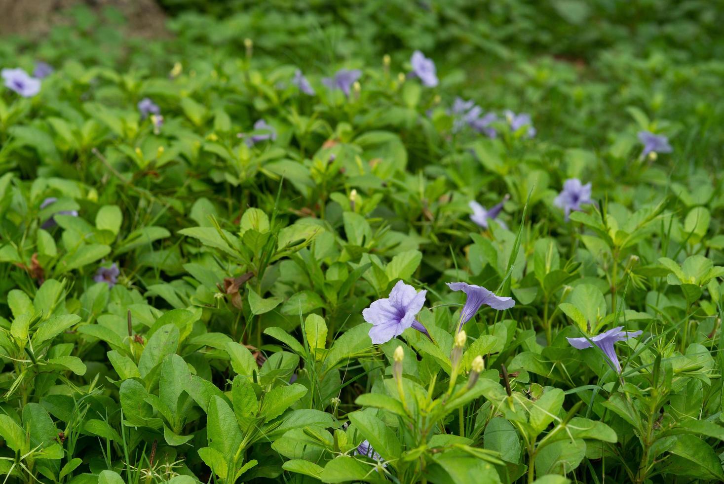 Landscape field of little purple blossom flowers and green bushes in an outdoor garden with a blurred old tree in the background photo