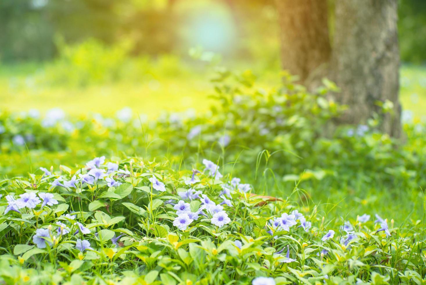 Landscape field of little purple blossom flowers and green bushes in an outdoor garden with a blurred old tree in the background photo