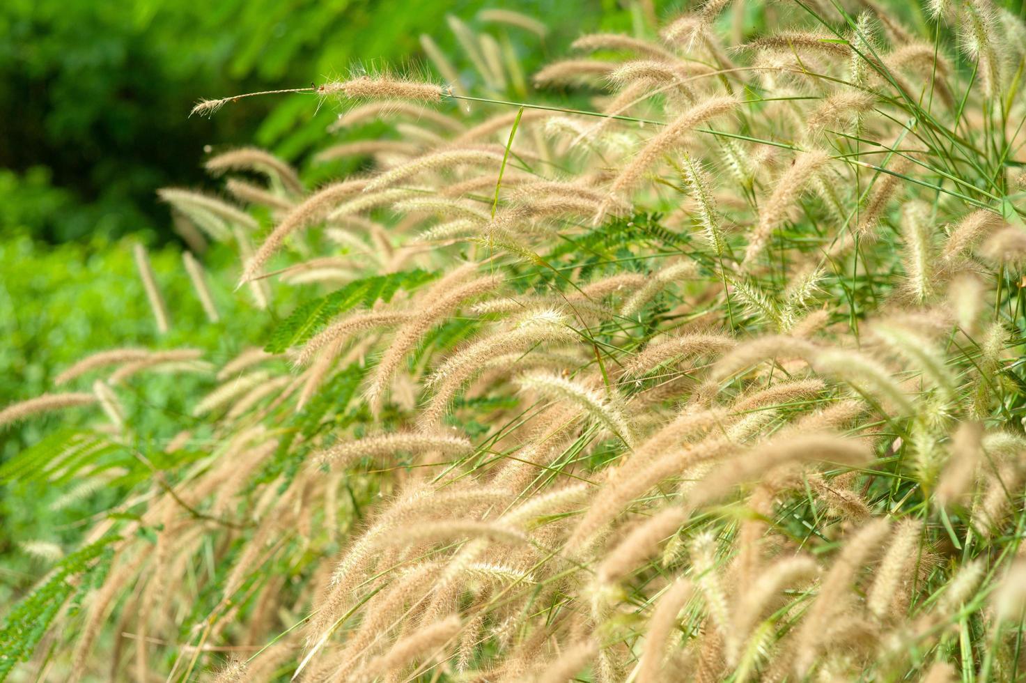 Selective focus of grass flowers with blurred field background in the sunny day photo