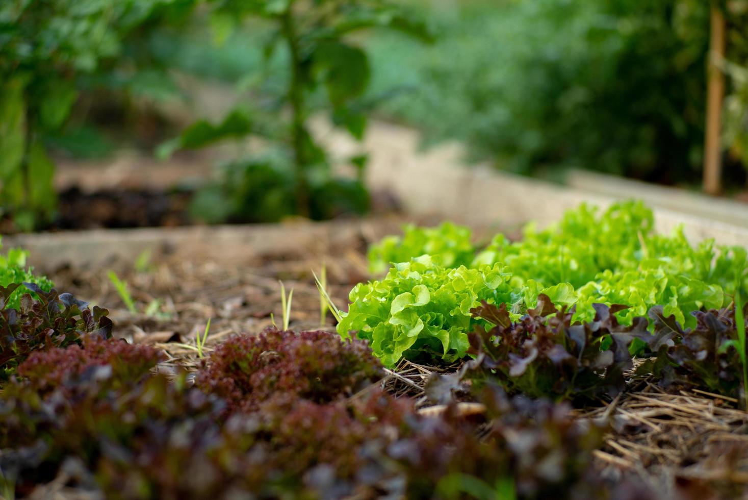 Cerca de la lechuga que crece en el suelo en la granja orgánica de un patio trasero en una casa. alimentos frescos y orgánicos para la cocina de casa foto