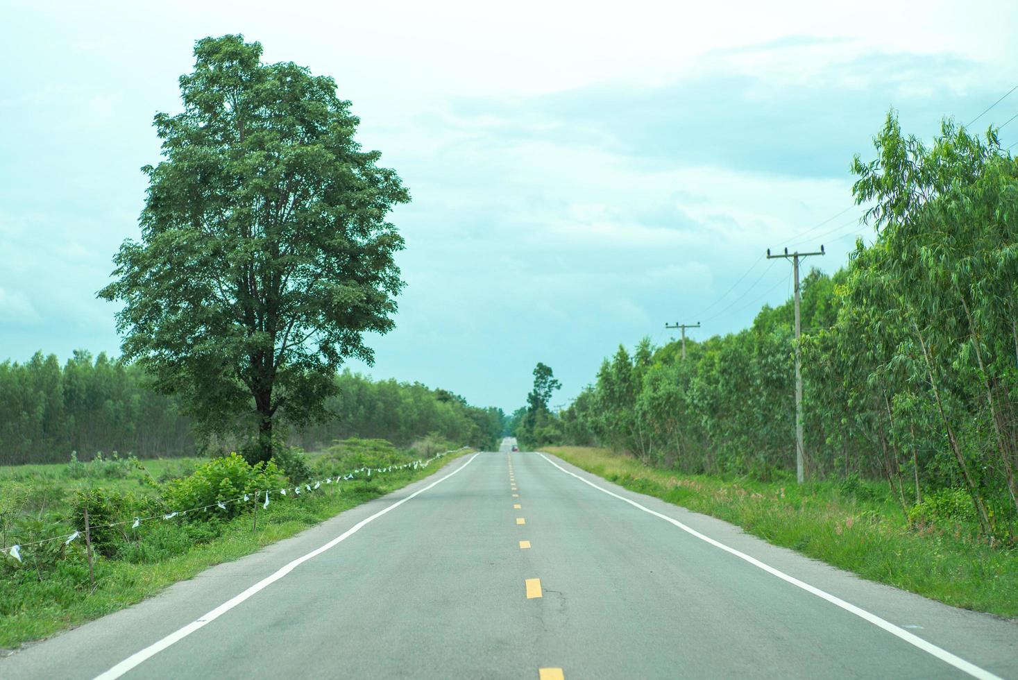 Paisaje de carretera local de asfalto vacío con un gran árbol y bosque de eucaliptos foto