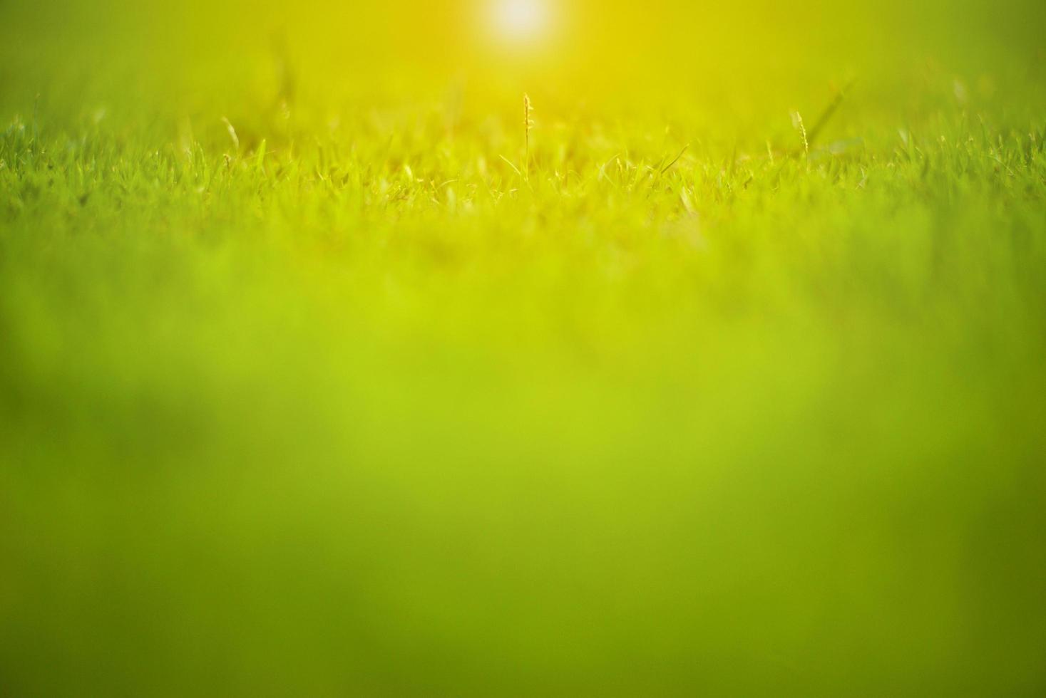 Abstract texture and background of grass meadow and field with selective focus area photo