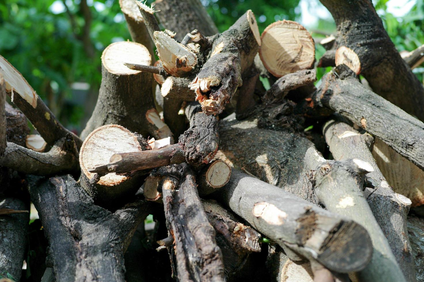 Abstract background and texture of firewood after deforestation in the winter photo