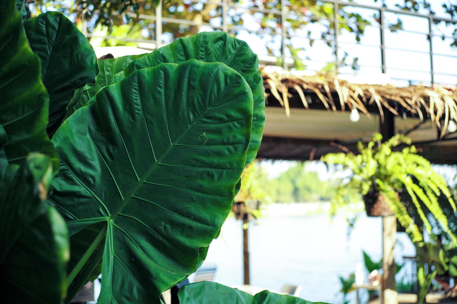 Selective focus on the green leaf of elephant ear with the blurred structure background photo