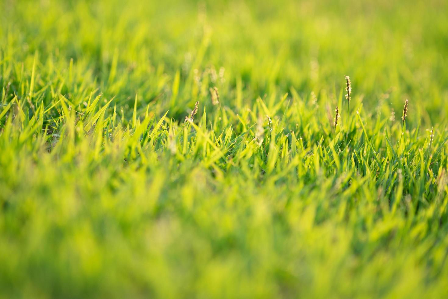 Primer plano de hojas de hierba que crecen en el campo con la luz del sol en un día soleado foto