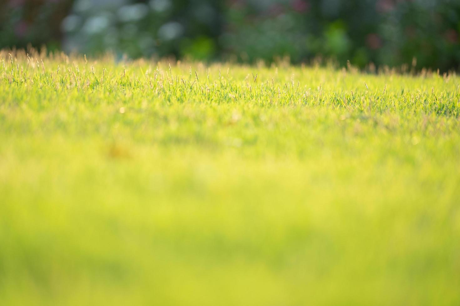 Closeup leaves of grass growing in a field with sunlight on a sunny day photo