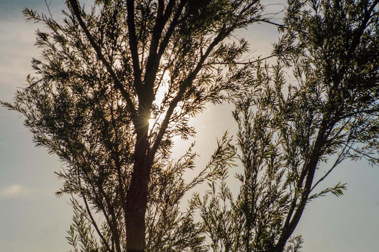 Slihouette of tree and leaves with glowing sunshine in background photo