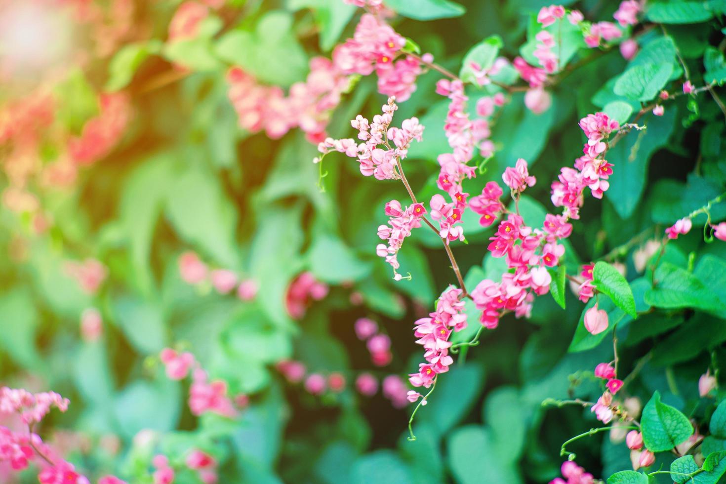 Selective focus of little blossom flowers with blurred leaves in background photo