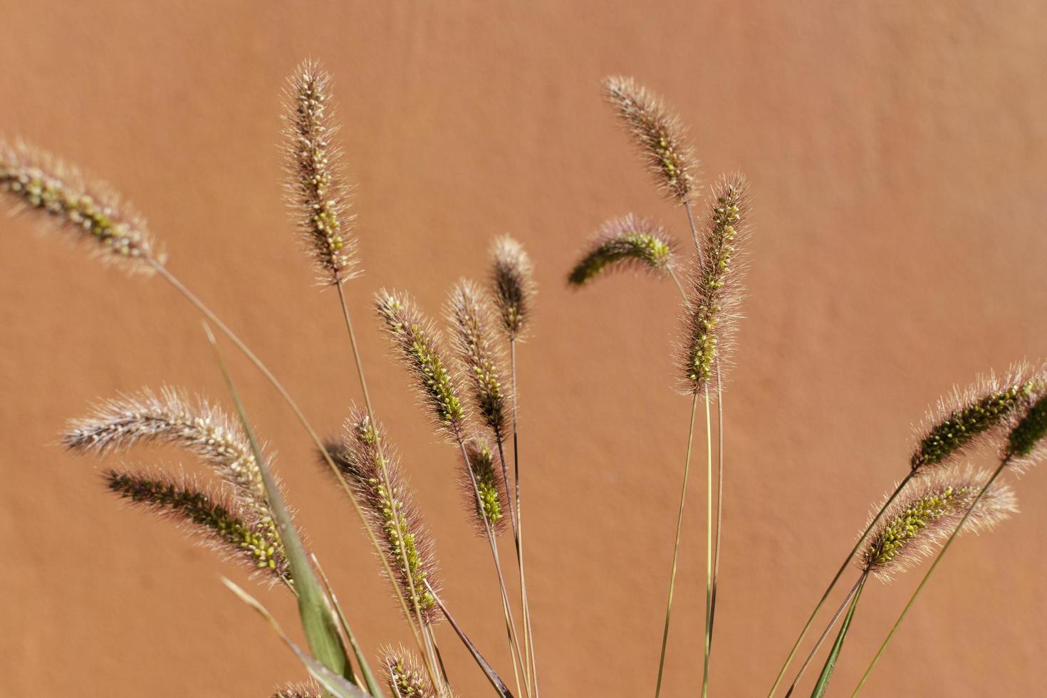 Wild grass against a brown background photo