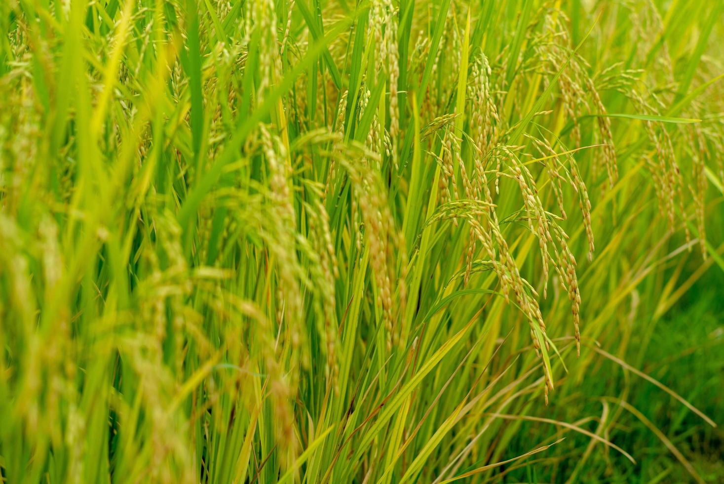 Primer plano de la oreja de arroz, arroz jazmín, en el campo foto