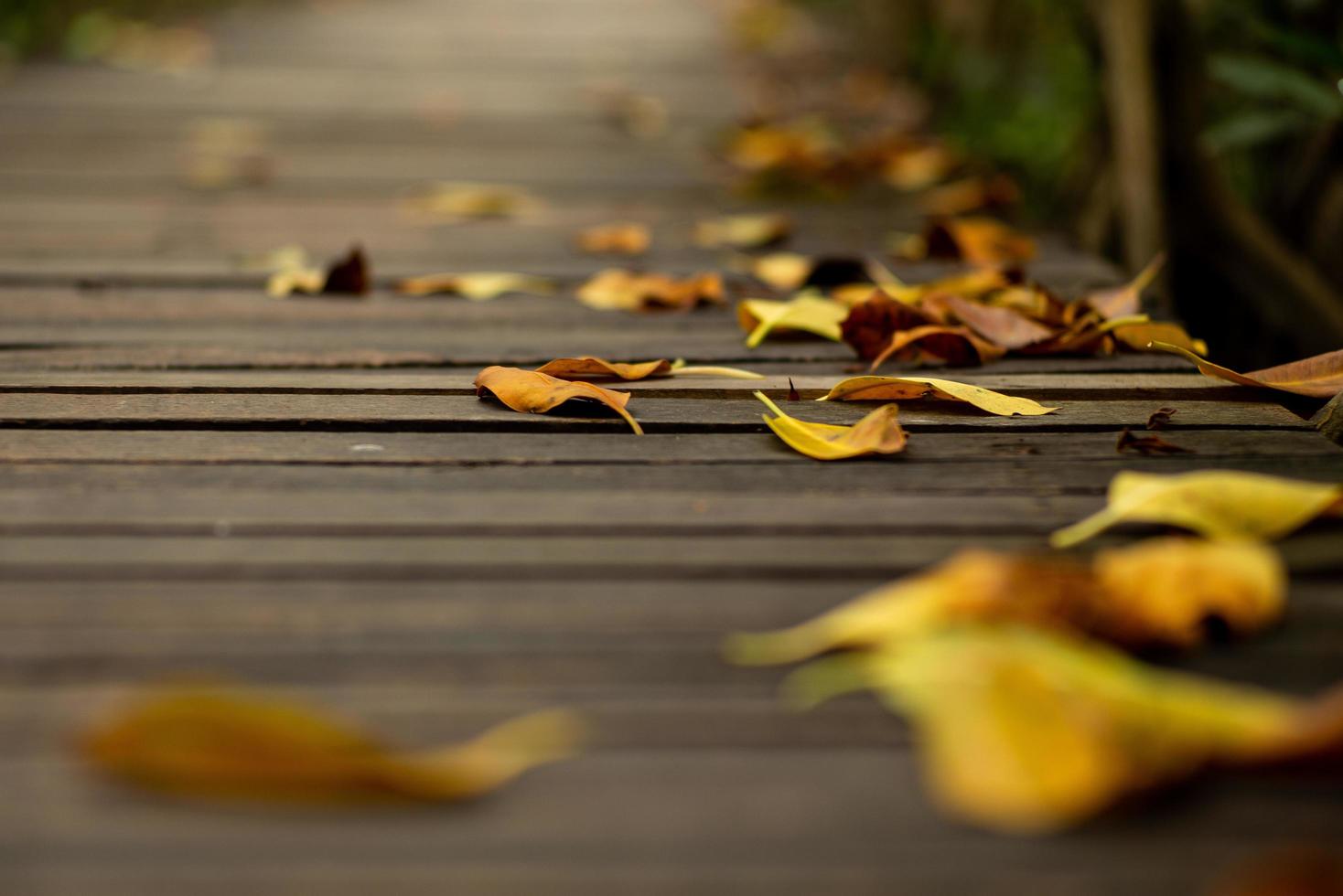 Abstract texture and background of dried leaves falling on the wooden walkway in the forest photo