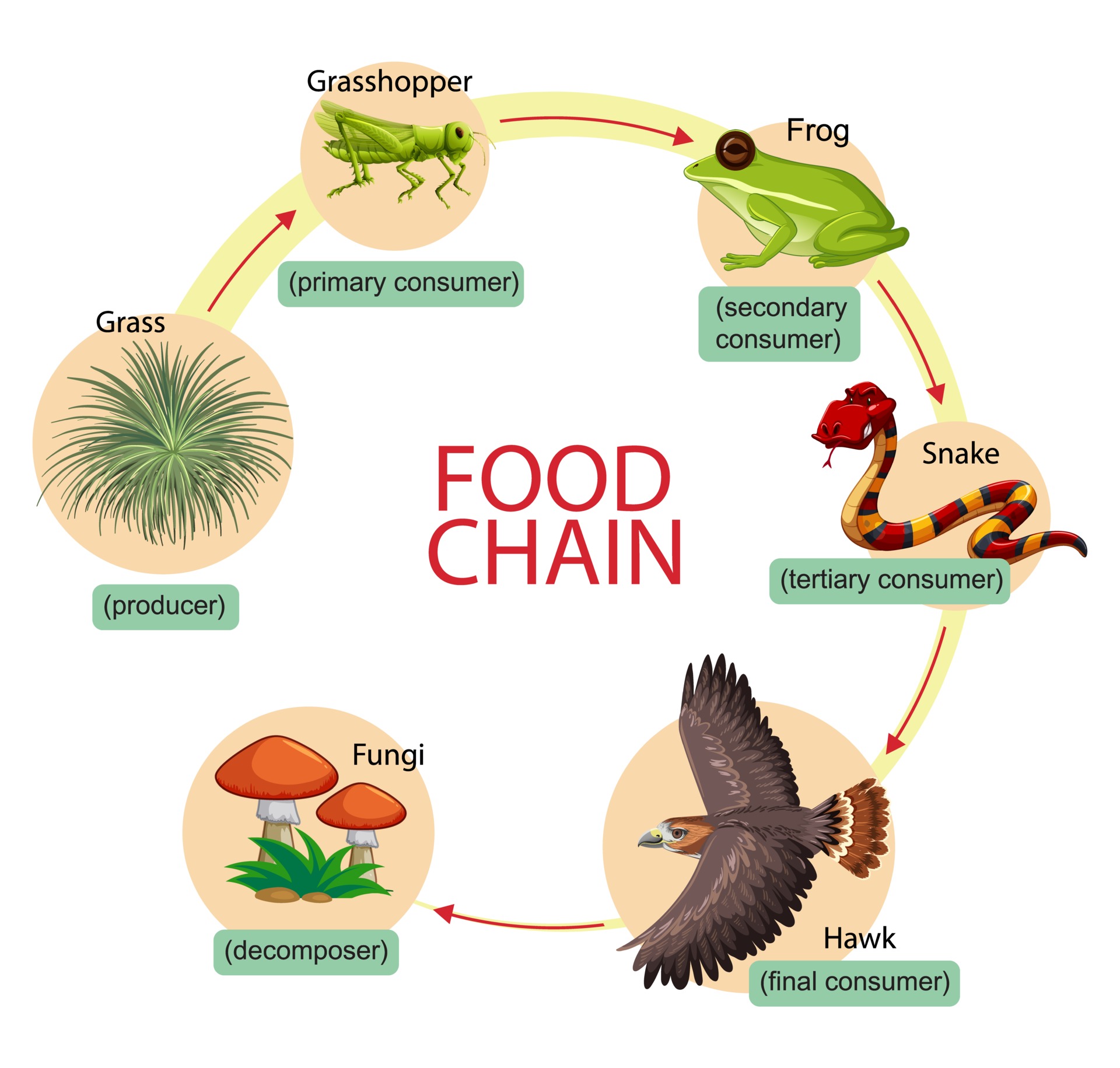diagrammatic representation of food web