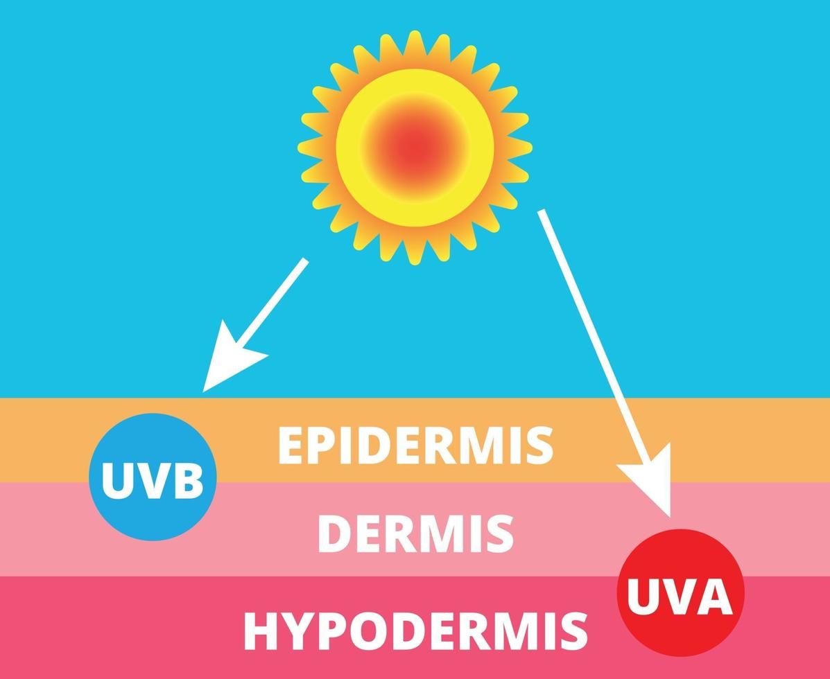 Skin compare and Protect both UVA and UVB vector