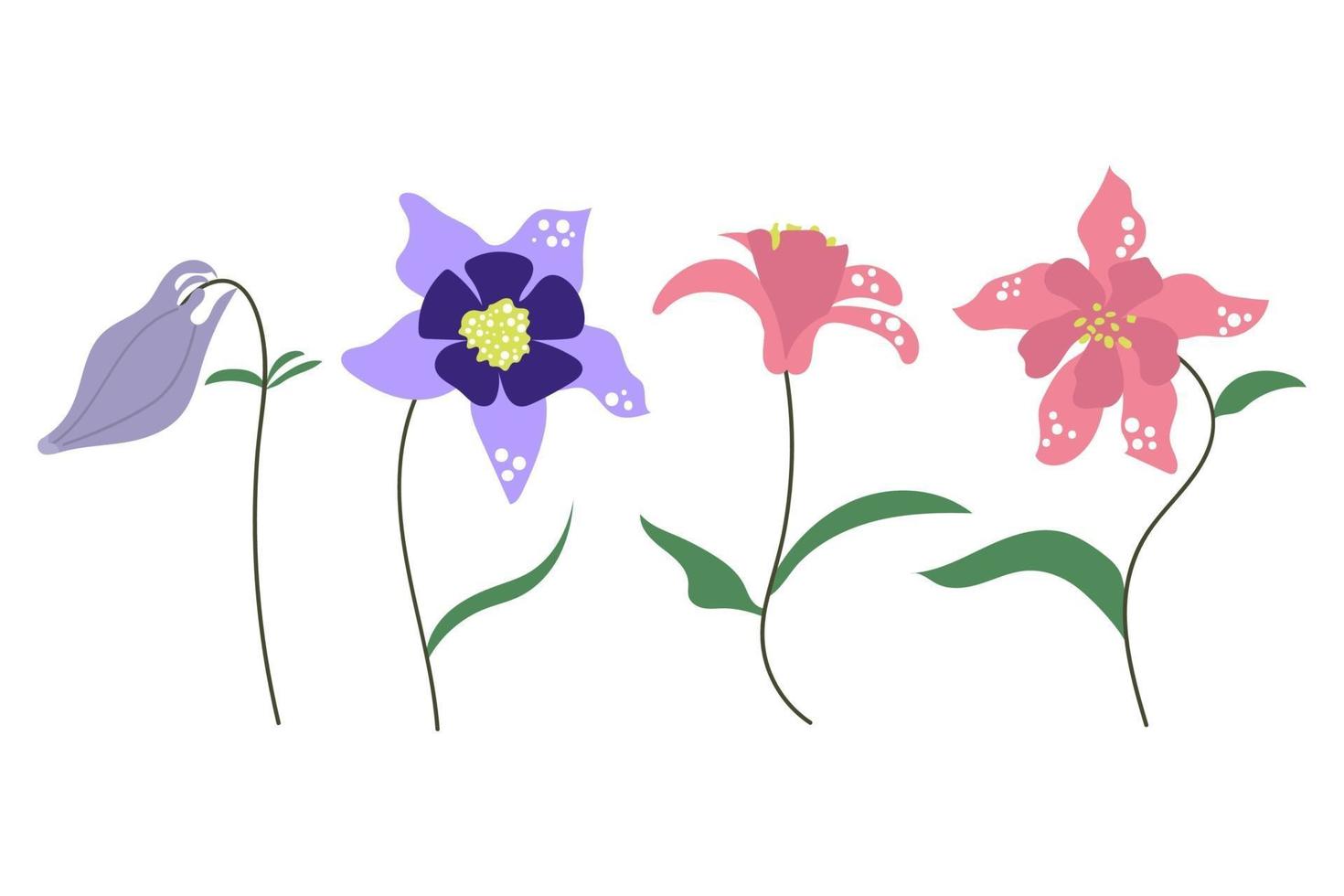 Hand drawn aquilegia columbine flower vector