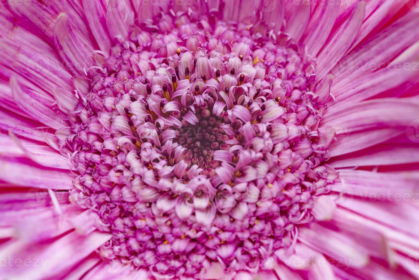 margarita rosada del gerbera foto