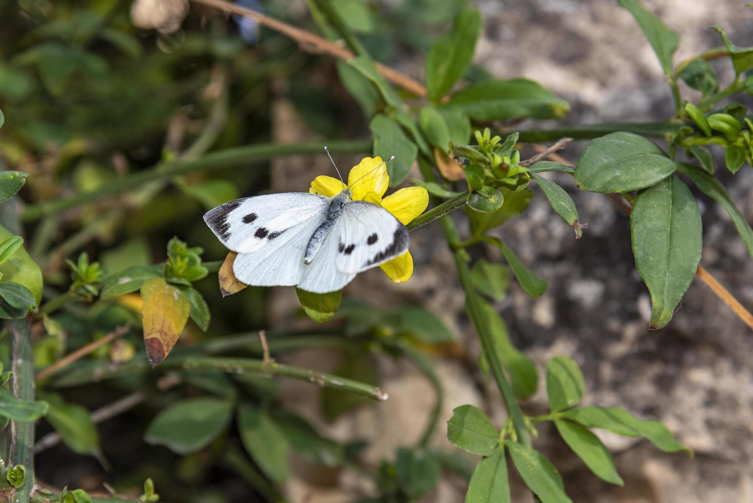 mariposa blanca sobre flor amarilla foto