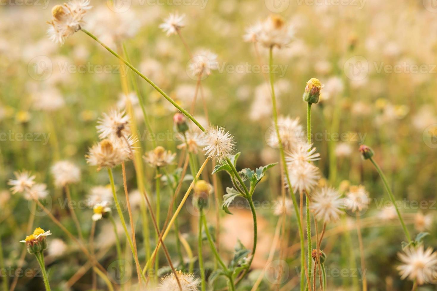 fondo de flores de verano foto