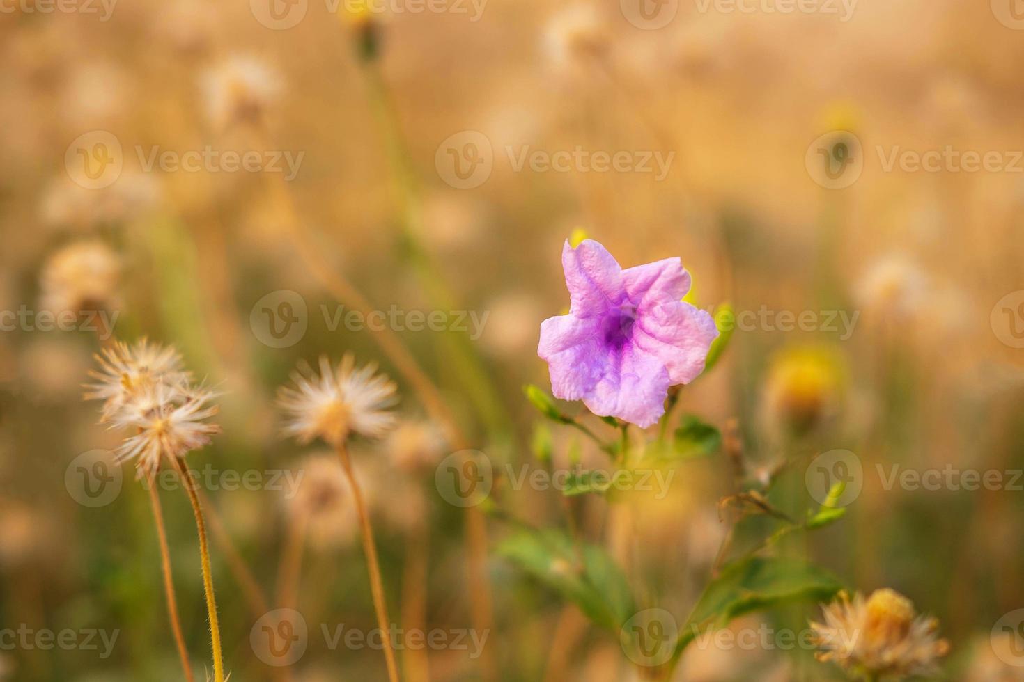 Summer flower background photo