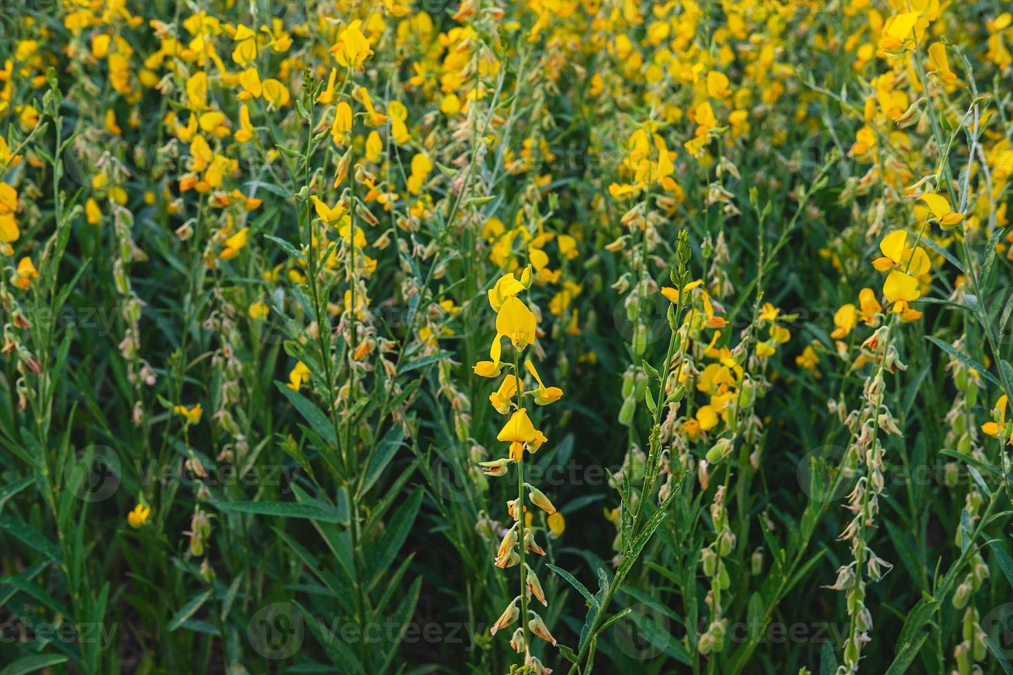 flor de cáñamo con flores de jardín y flores foto