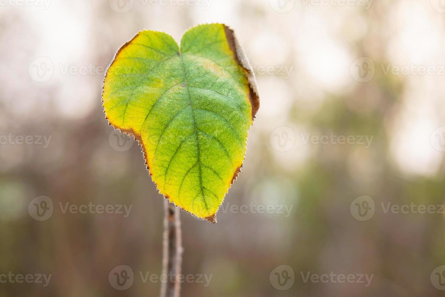 One leaf in the forest photo