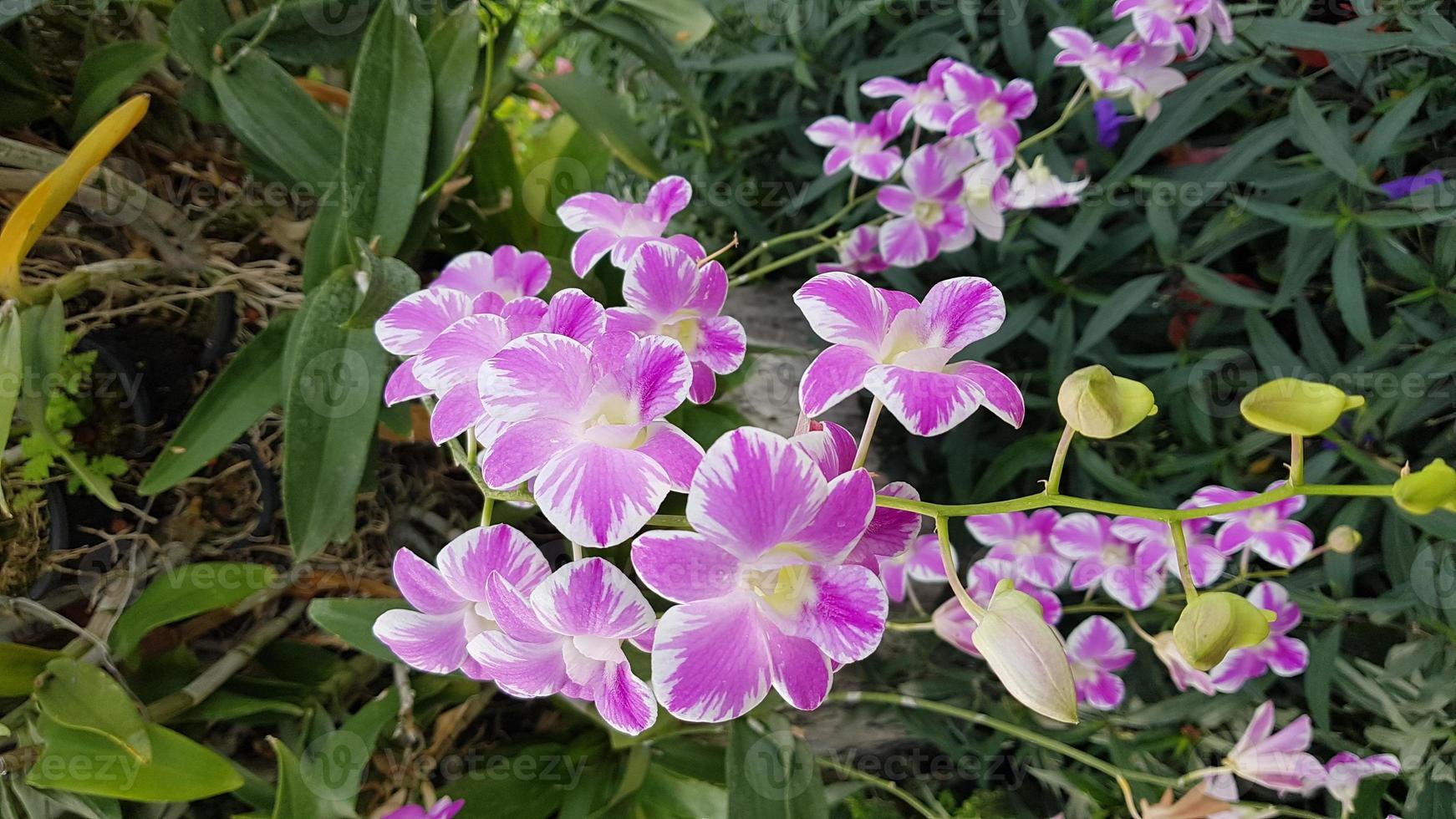 Purple and white flowers photo