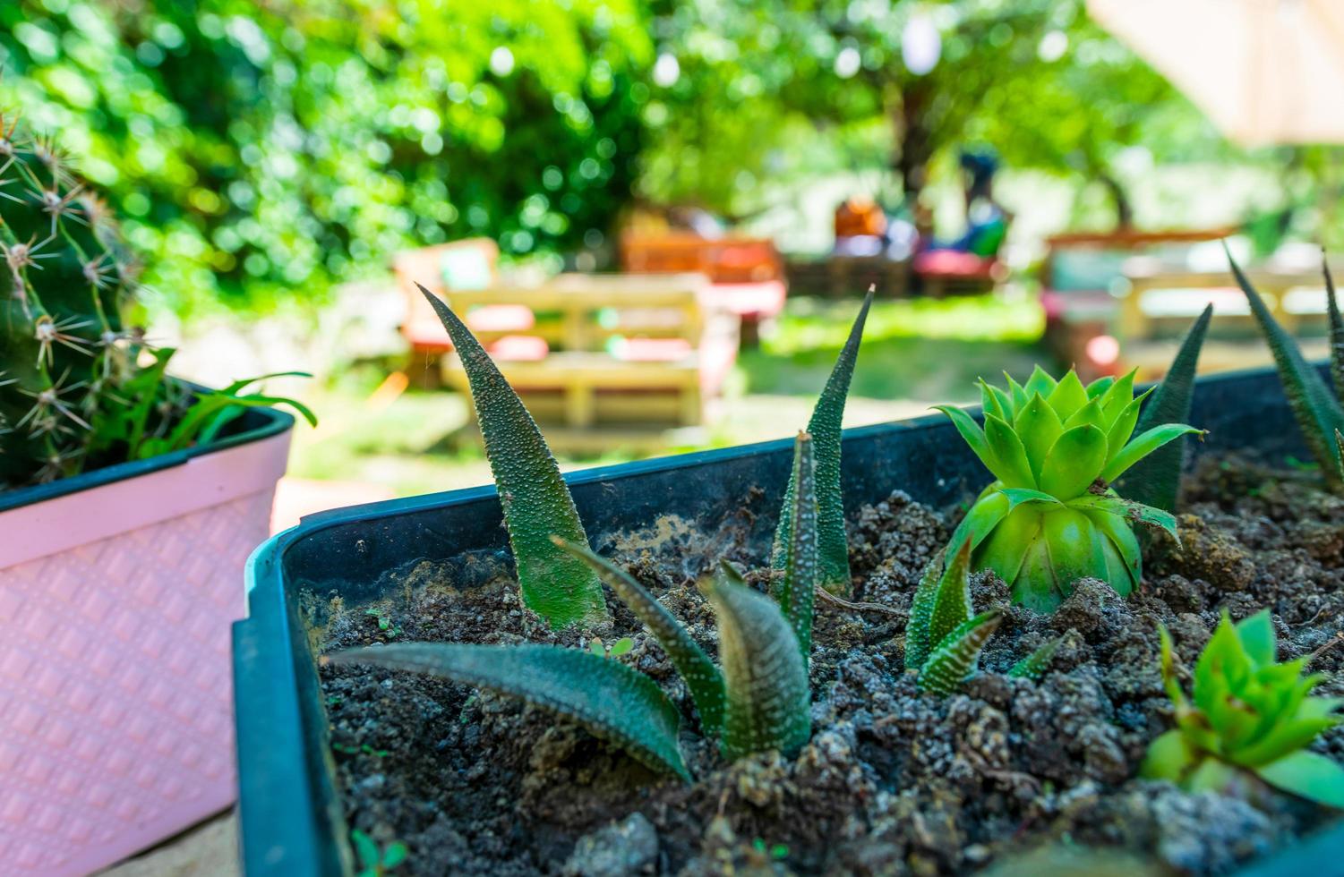 Close-up of succulents photo