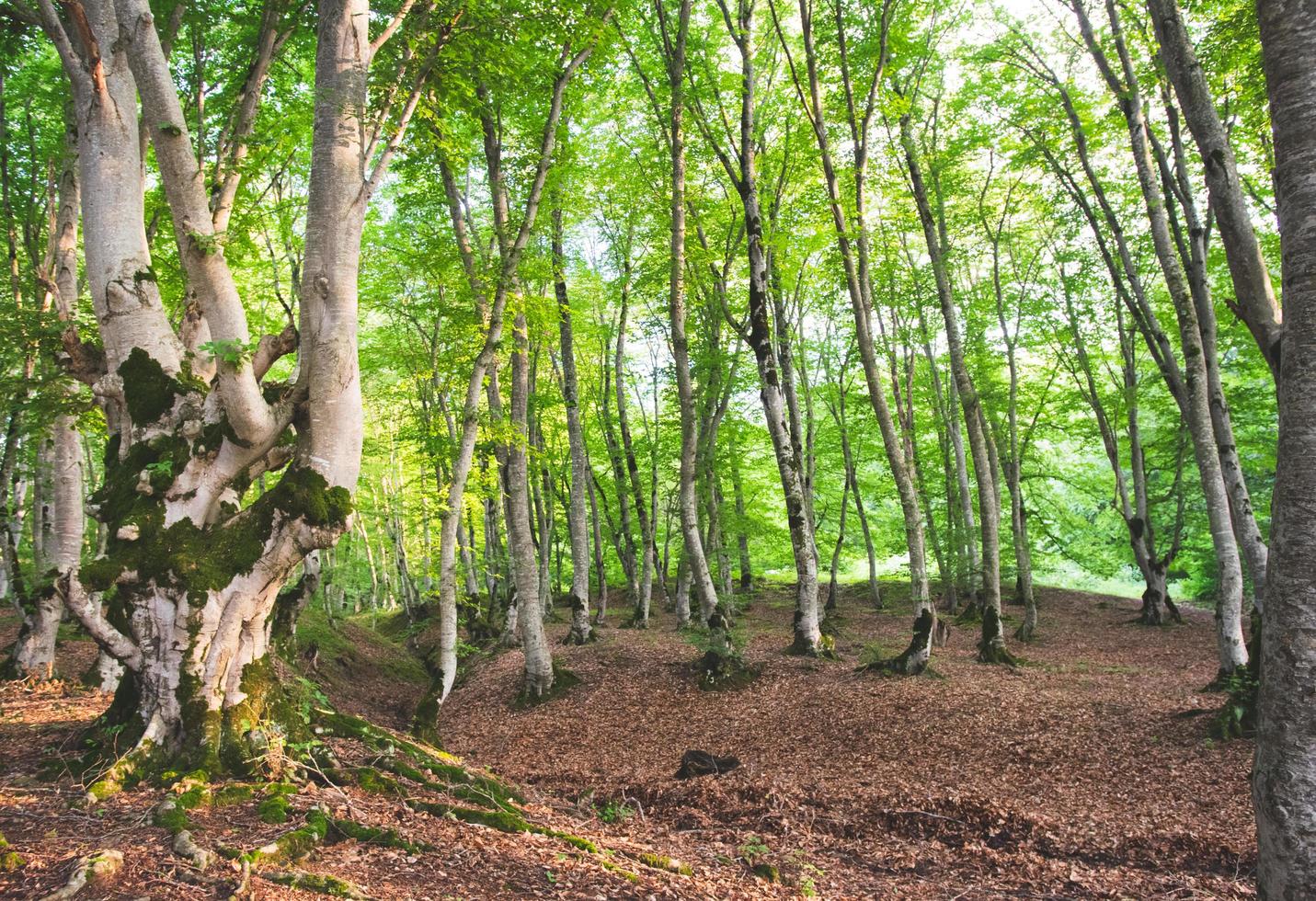 Sabaduri forest trees photo