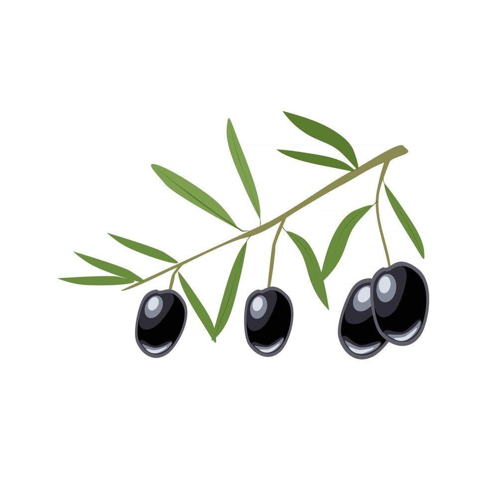 rama con aceitunas negras vector