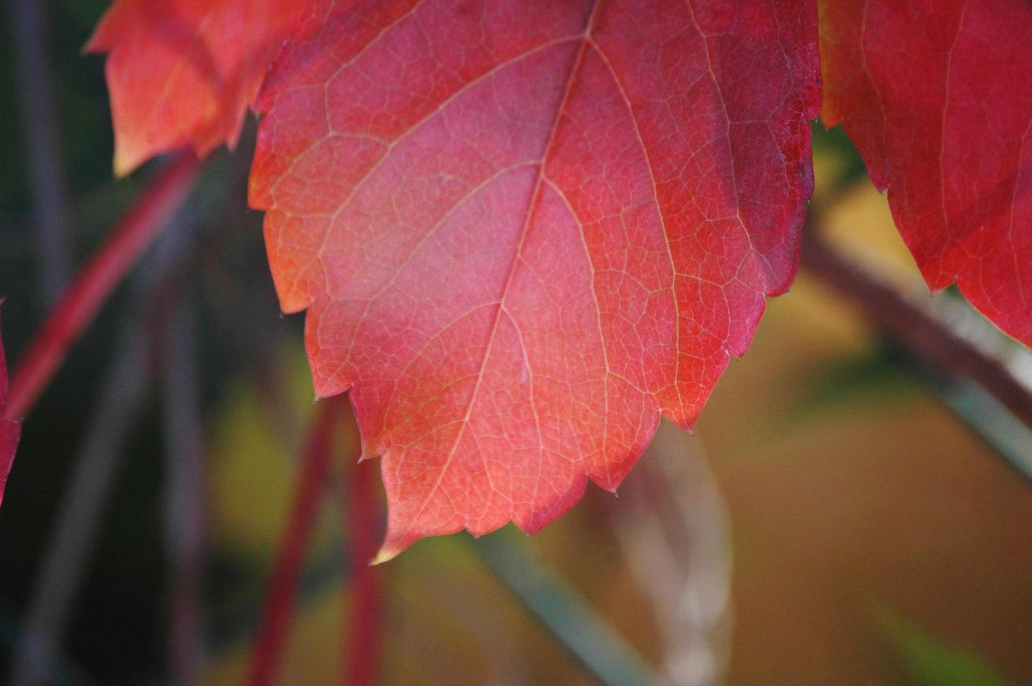 hojas rojas en primavera con fondo de naturaleza foto