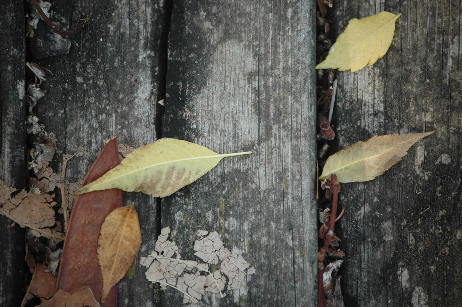 Background texture with old wood and yellow autumn leaves photo