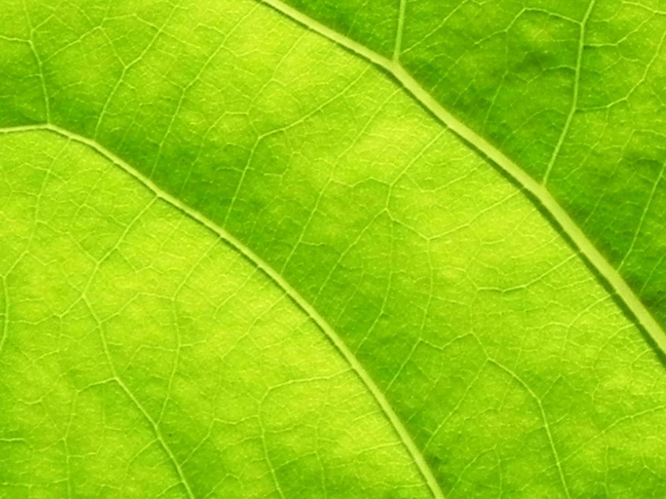 Close up of green leaf texture photo