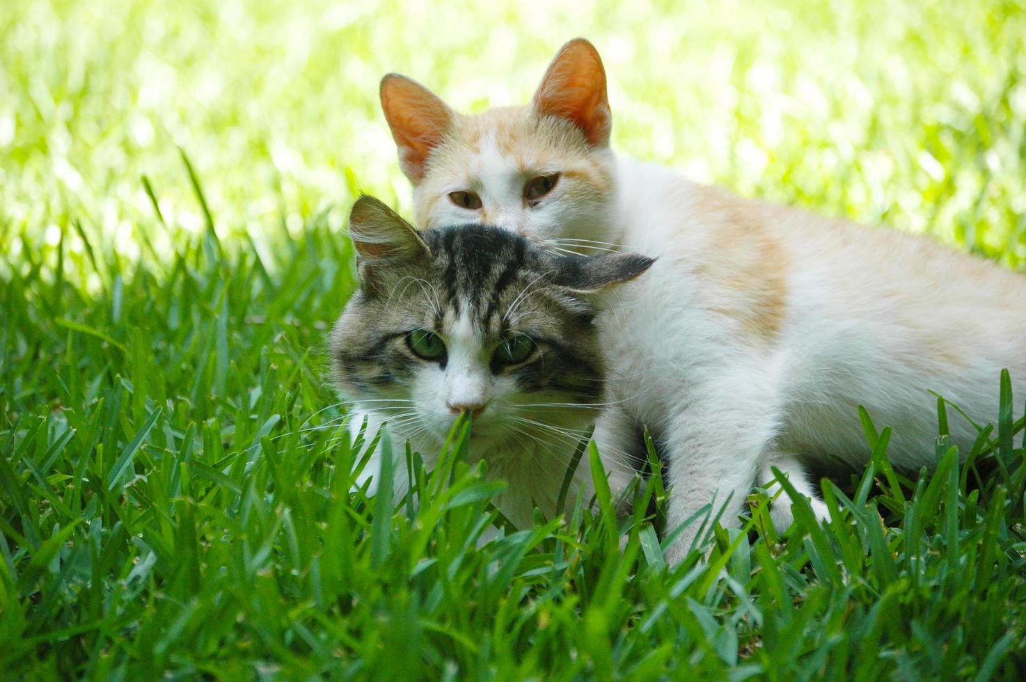 Cat with her husband on the grass, cat hugging cat photo