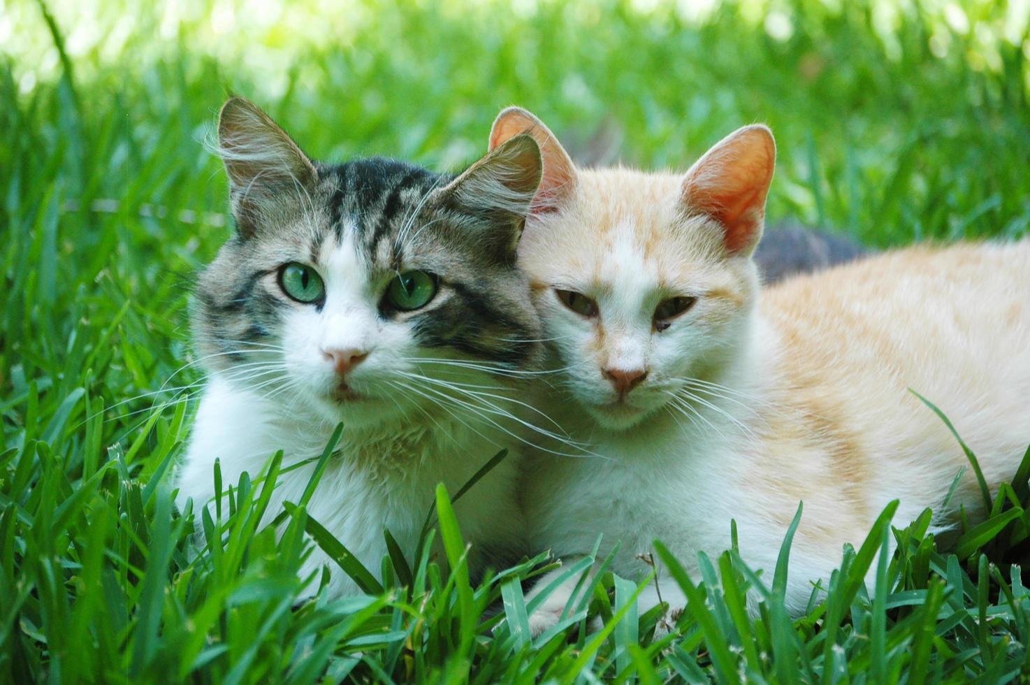 Cat with her husband on the grass, cat hugging cat photo