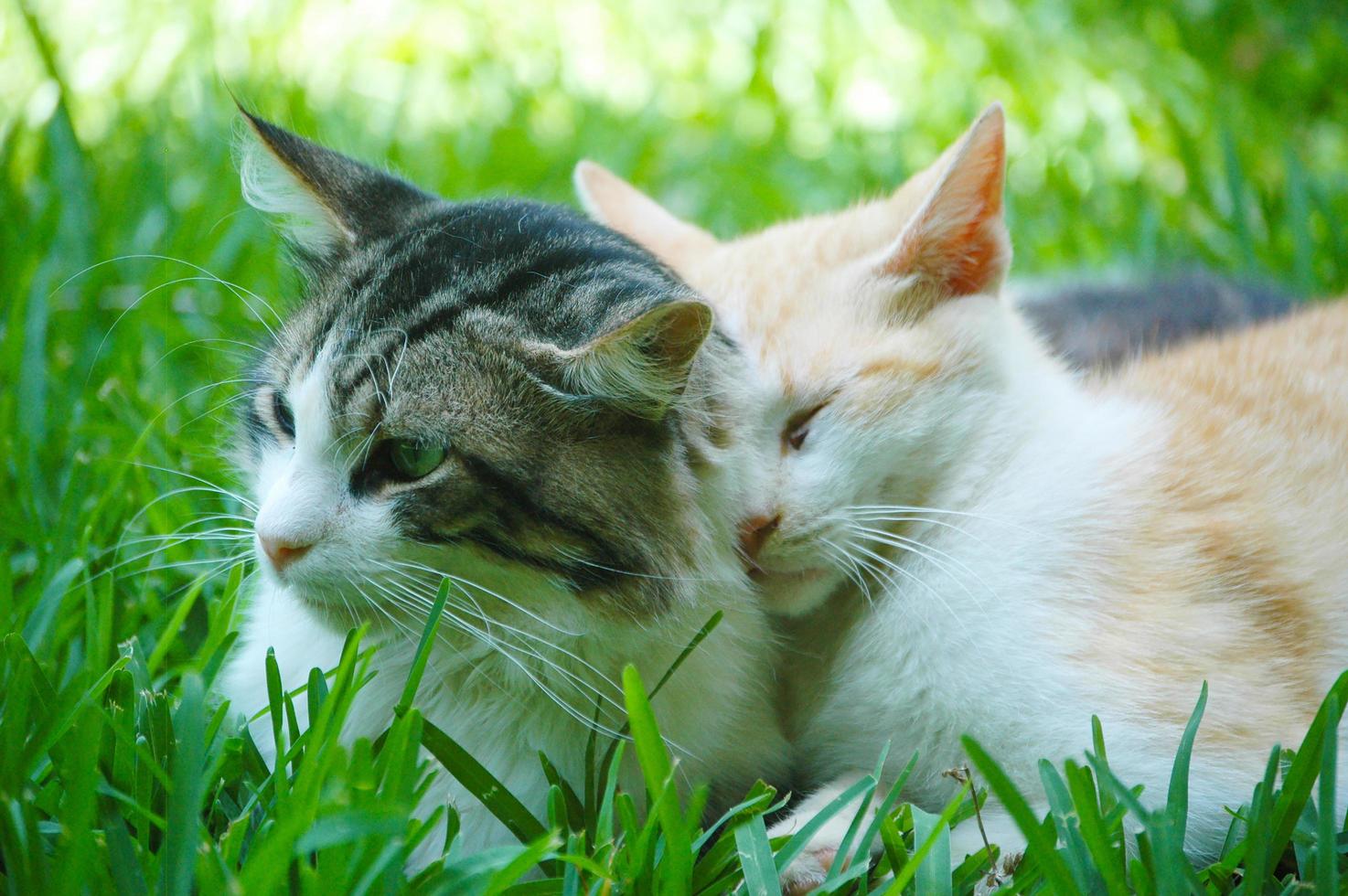 Cat with her husband on the grass, cat hugging cat photo