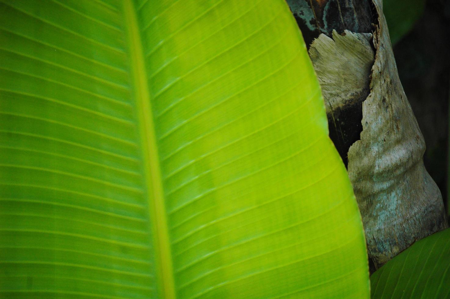 Cerca de hoja de plátano foto