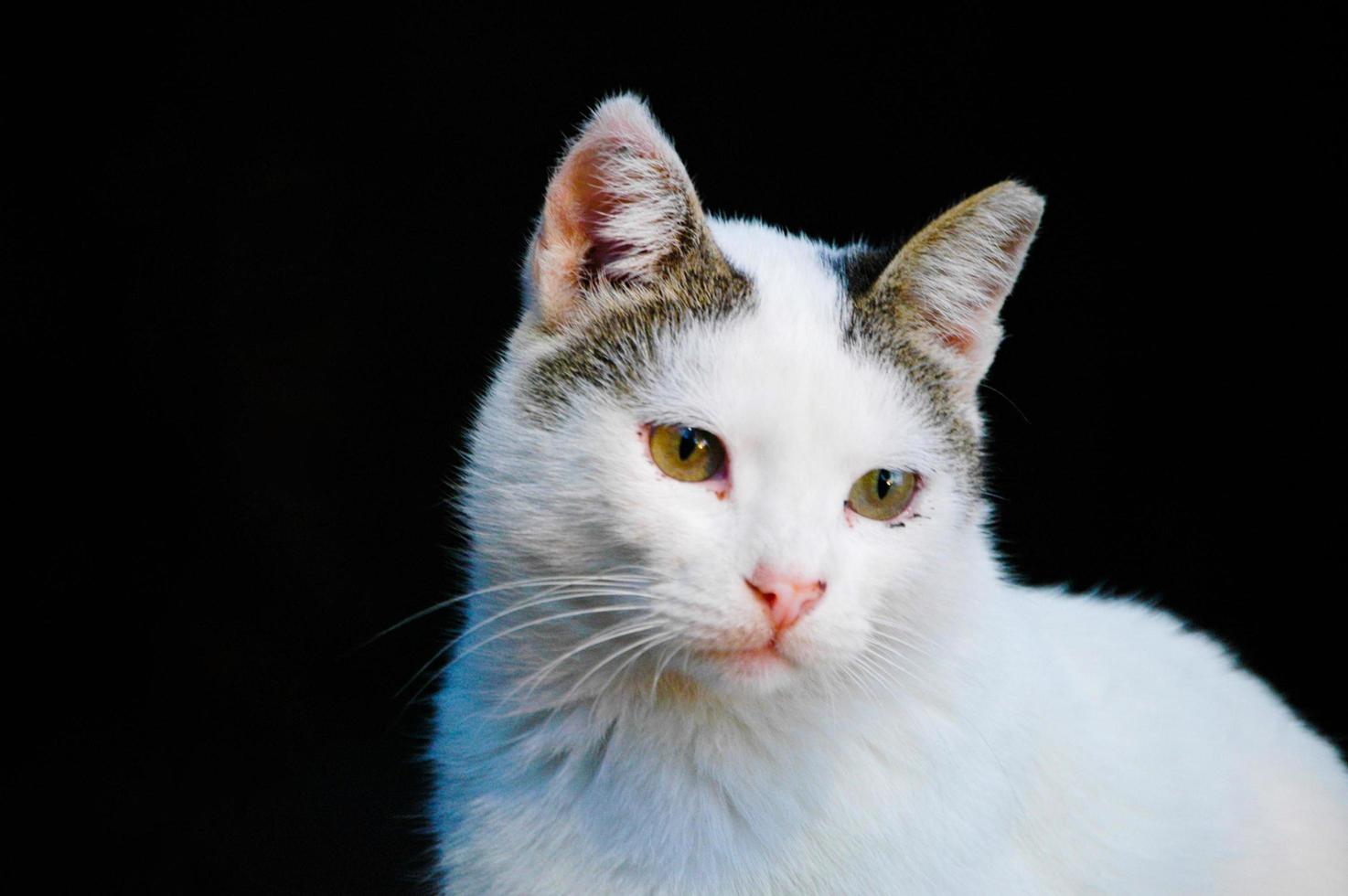 lindo bebé gatito blanco sobre un fondo negro foto