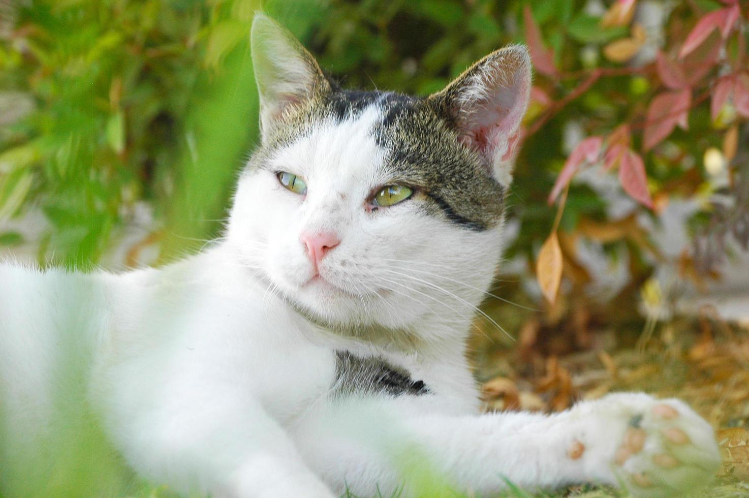 Beautiful cat playing with a plant in a garden photo