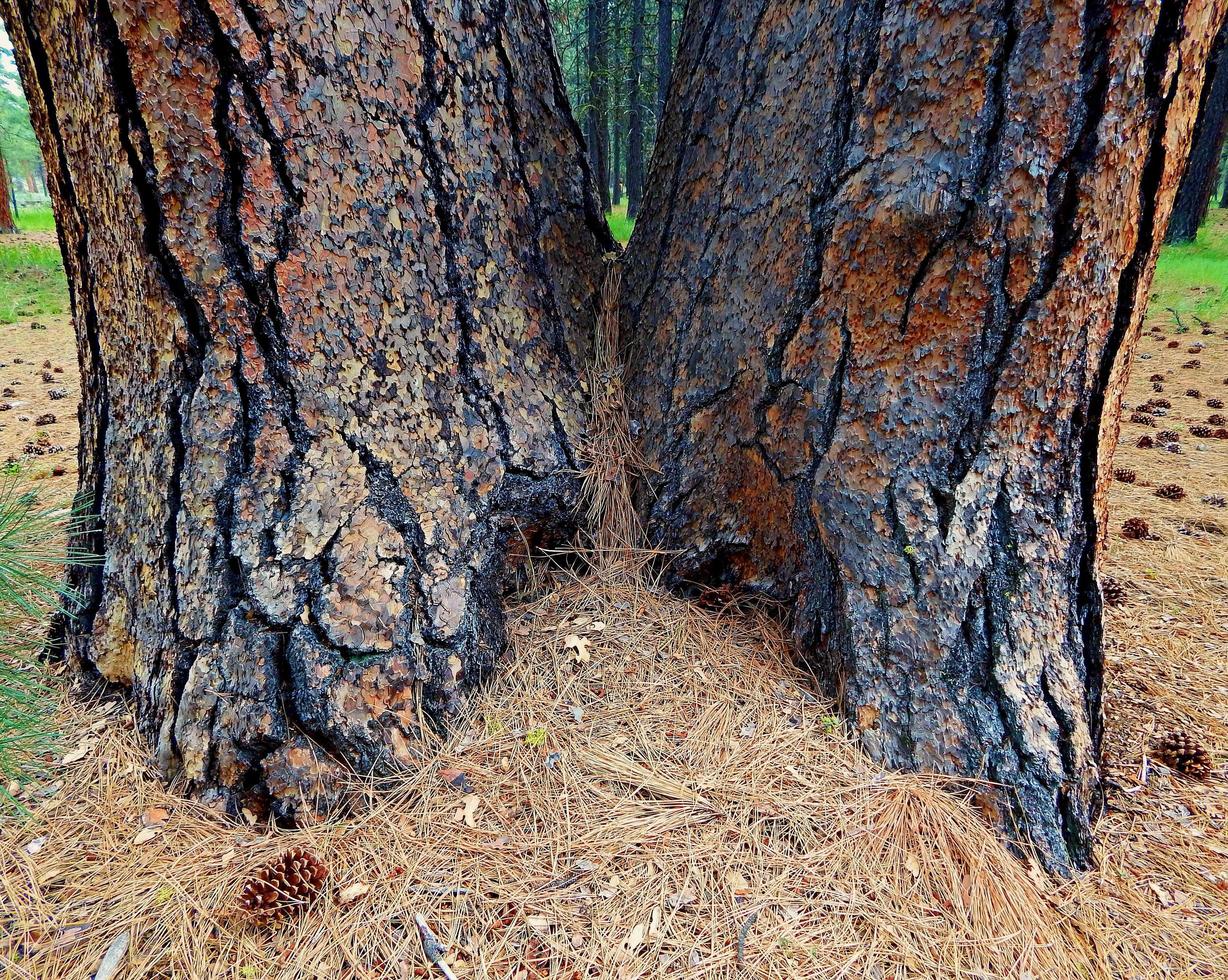 Pine Twins - A double-growth Ponderosa by Cold Springs Campground - west of Sisters, OR photo