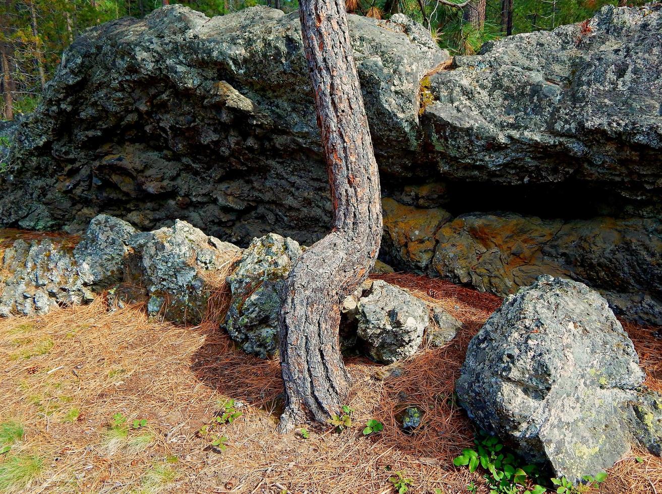 pino curvo - una joven ponderosa en una formación rocosa en el campamento de mckay crossing - cerca de la pine, o foto